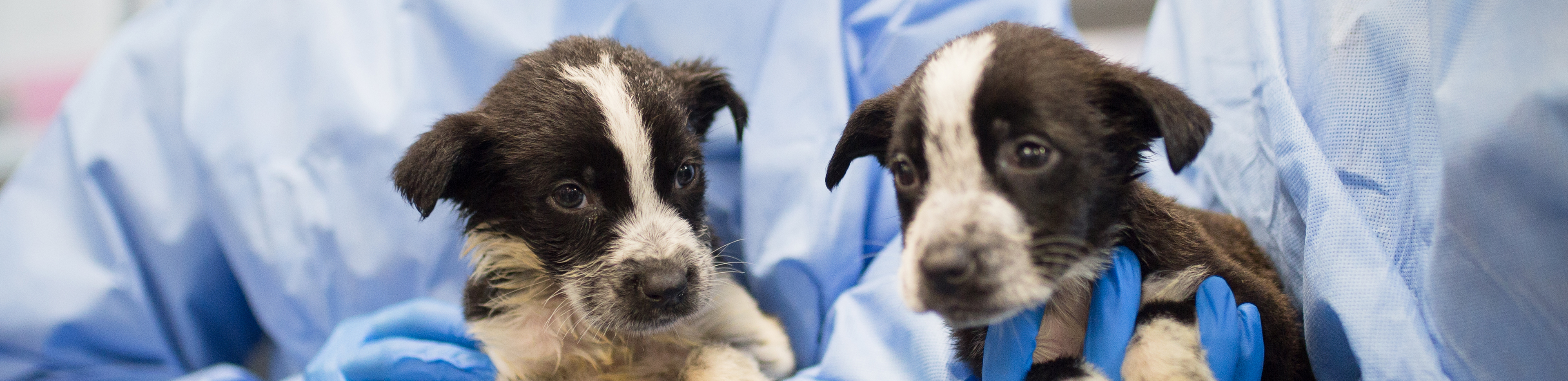 Abandoned puppies found dumped in Inala, can you help